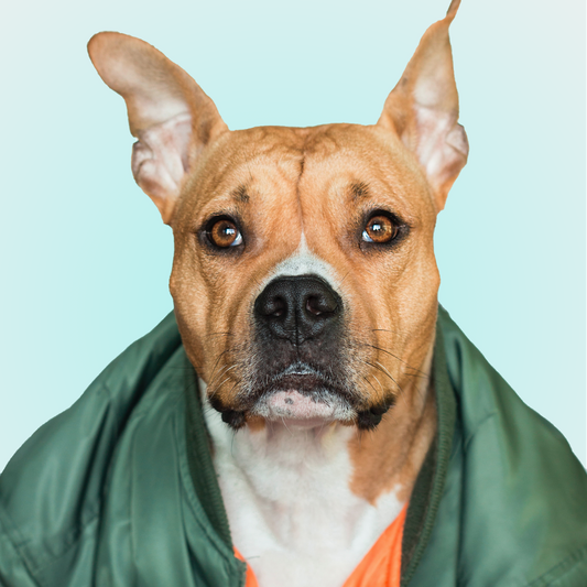 Wingman Bomber Jacket