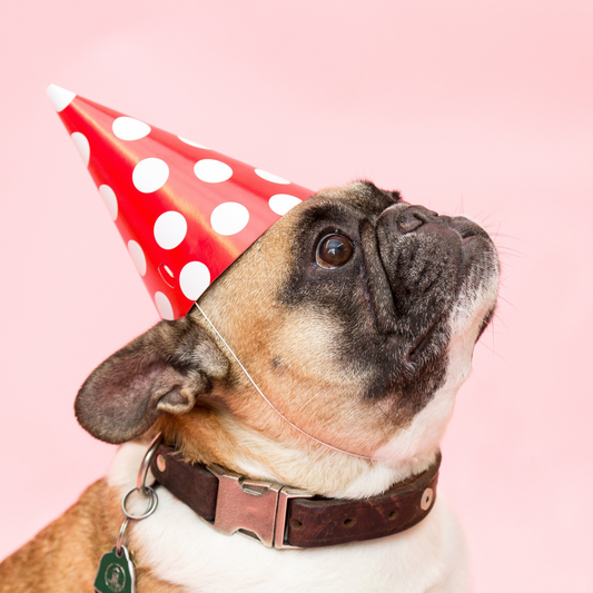 Party Pooper Birthday Hat - 10 pack