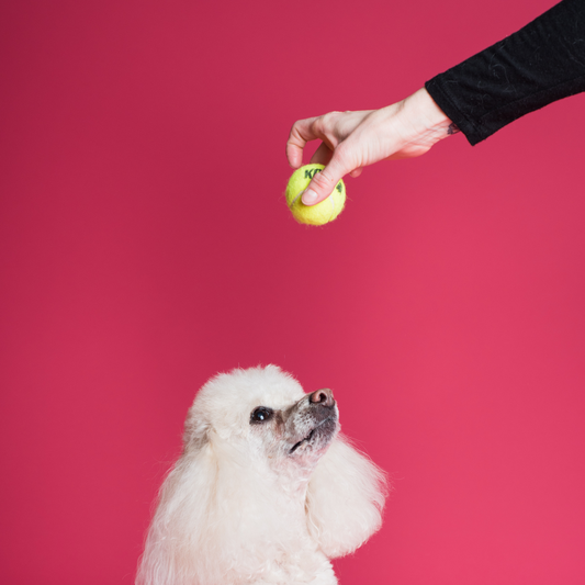 Classic Tennis Ball - 3 pack