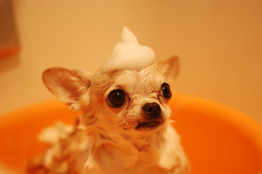 Caring for your dog's coat with our bath products